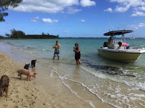 boat for bahama swimming pigs